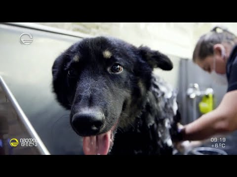 გერმანული ნაგაზის მეტისი რექსი - კიდევ ერთი გადარჩენილი ძაღლი მზრუნველი პატრონის მოლოდინში